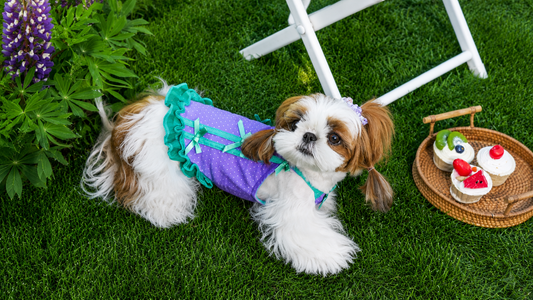 Light & Breathable Summer Dog Clothing – The Ultimate Comfort Guide for Small Breeds