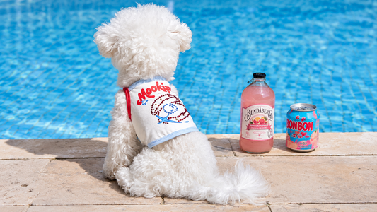 2026 Small Dog Fashion Trends – Lightweight, Stylish & Functional Summer Wear Guide