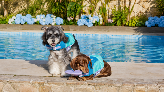Beach Holiday & Pool Ready Dog Outfits – Stylish Summer Looks for Small Dogs
