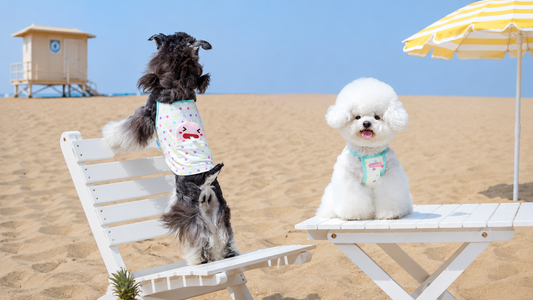 Small Dog Summer Outfit Guide 2026 – How to Choose the Perfect Breathable Pet Clothing
