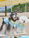 Classic Plaid Tie Shirt Pet Clothing
