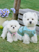 Striped Shawl Style Summer Pet Vest