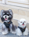 Stylish Denim Vest for Schnauzer Bichon Dogs