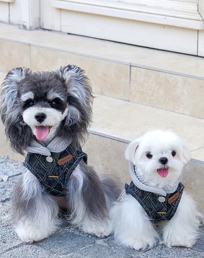 Stylish Denim Vest for Schnauzer Bichon Dogs