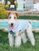 Cooling Light Vest for Cats & Dogs Outdoor Wear