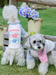 Spring Summer Fashion Pet T-Shirt for Cats & Dogs