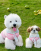 2026 Cape Style Summer Pet Vest for Small Dogs