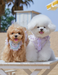 Lace Doll Style Summer Pet Blouse