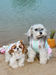 Aqua Chill Pool Swim Vest for Dogs