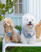 Denim Style Leash Vest for Small Dogs