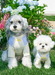 Spring Summer Lightweight Cooling Pet T-Shirt