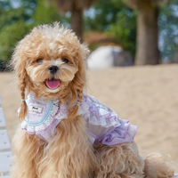 Lace Doll Style Summer Pet Blouse