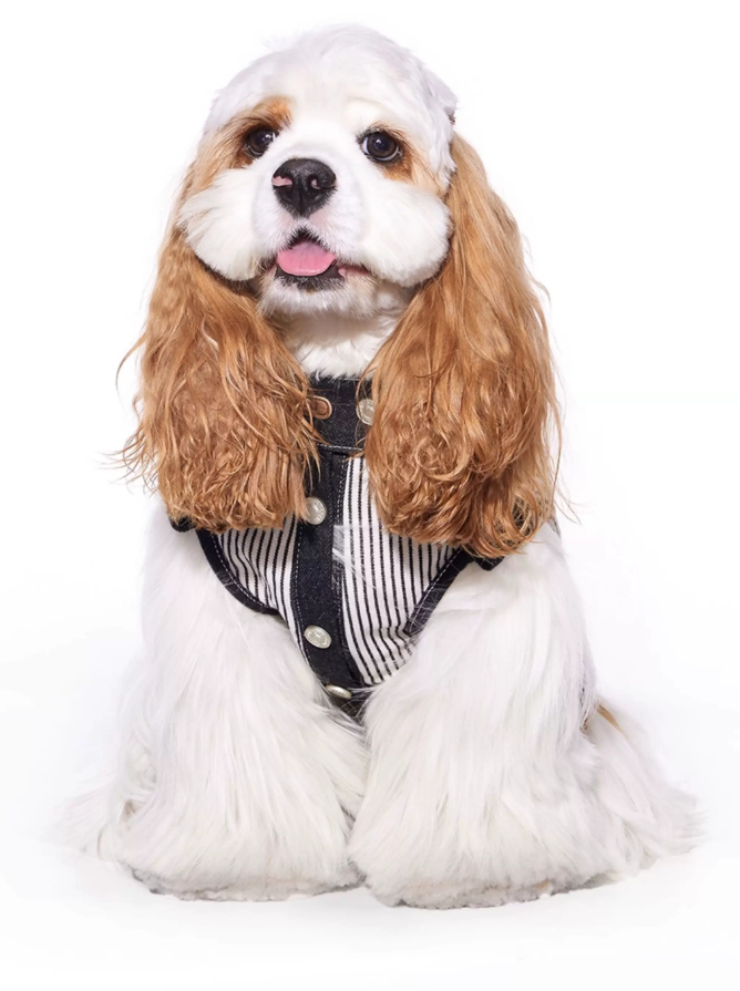 Cool Summer Denim Vest for Small Dogs